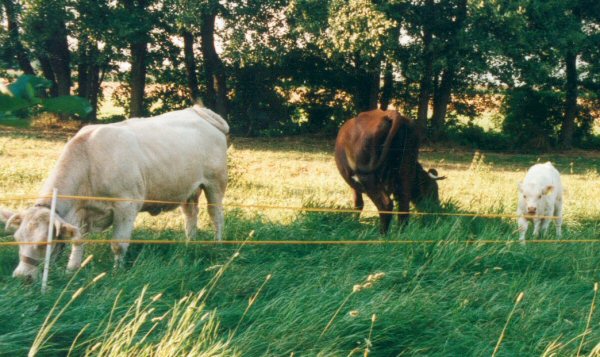Bauernhof Wujanz
Tiere
Kühe
Urlaub auf dem Bauernhof
Oberlausitz